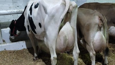 Animal ganhador, do 1&ordm; lugar em Vaca Holandesa Adulta