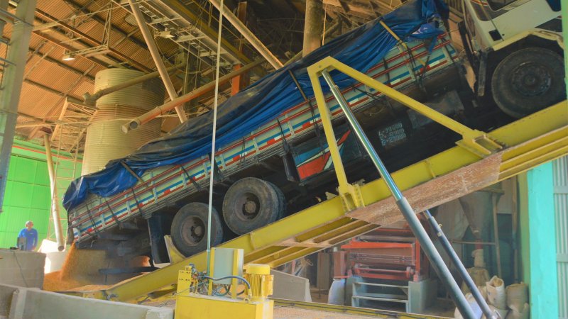 SAFRA DE MILHO:  Cooper A1 espera receber 150 mil toneladas de milho até o fim da colheita