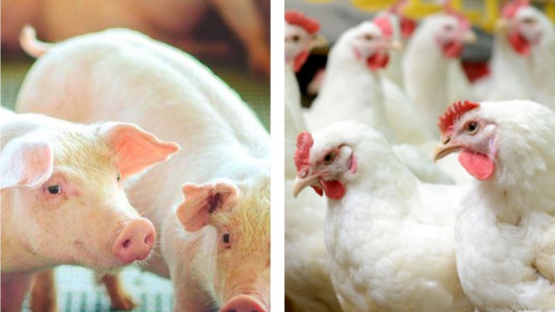 DESTAQUES DE 2017: Melhores produtores de suínos e aves na média de conversão alimentar são divulgados