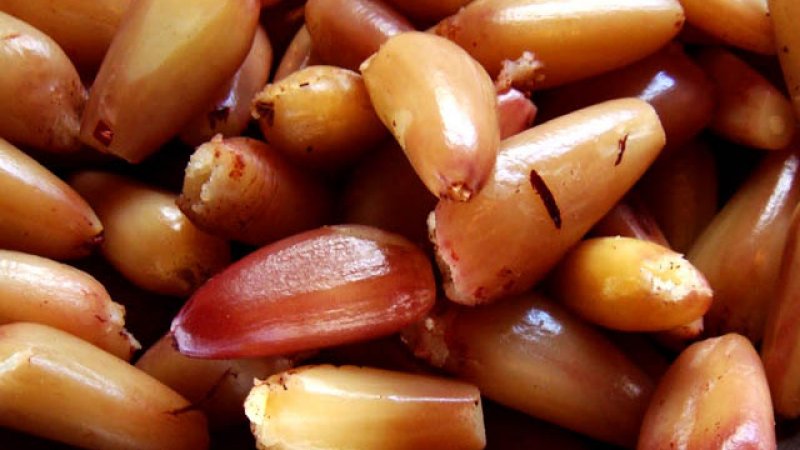 PAPO DE NUTRI: PINHÃO