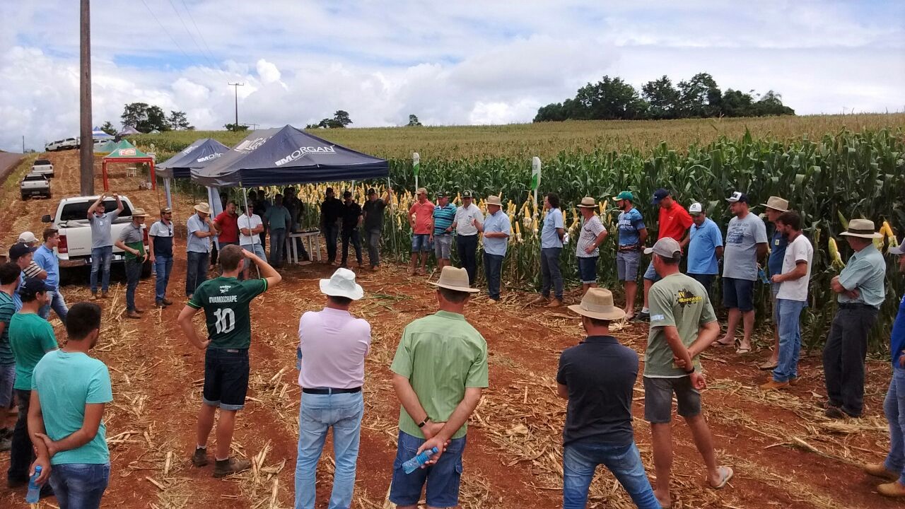 ITAPIRANGA: Dia de campo é realizado para demonstração de híbridos de milho