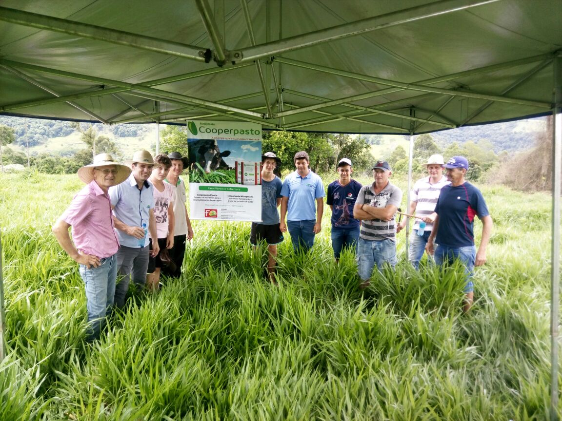 DIA DE CAMPO: Experimento da Cooper A1 mostra rendimento maior em áreas de pastagem para gado de corte