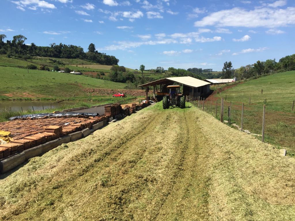 TENDÊNCIA NO MEIO RURAL: associados da Cooper A1 testam nova variedade de trigo para silagem